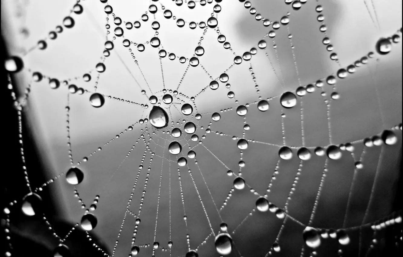 Фото обои капли, макро, Паутина, macro, drops, web