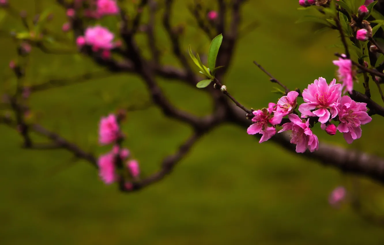 Фото обои природа, весна, Peach blossoms