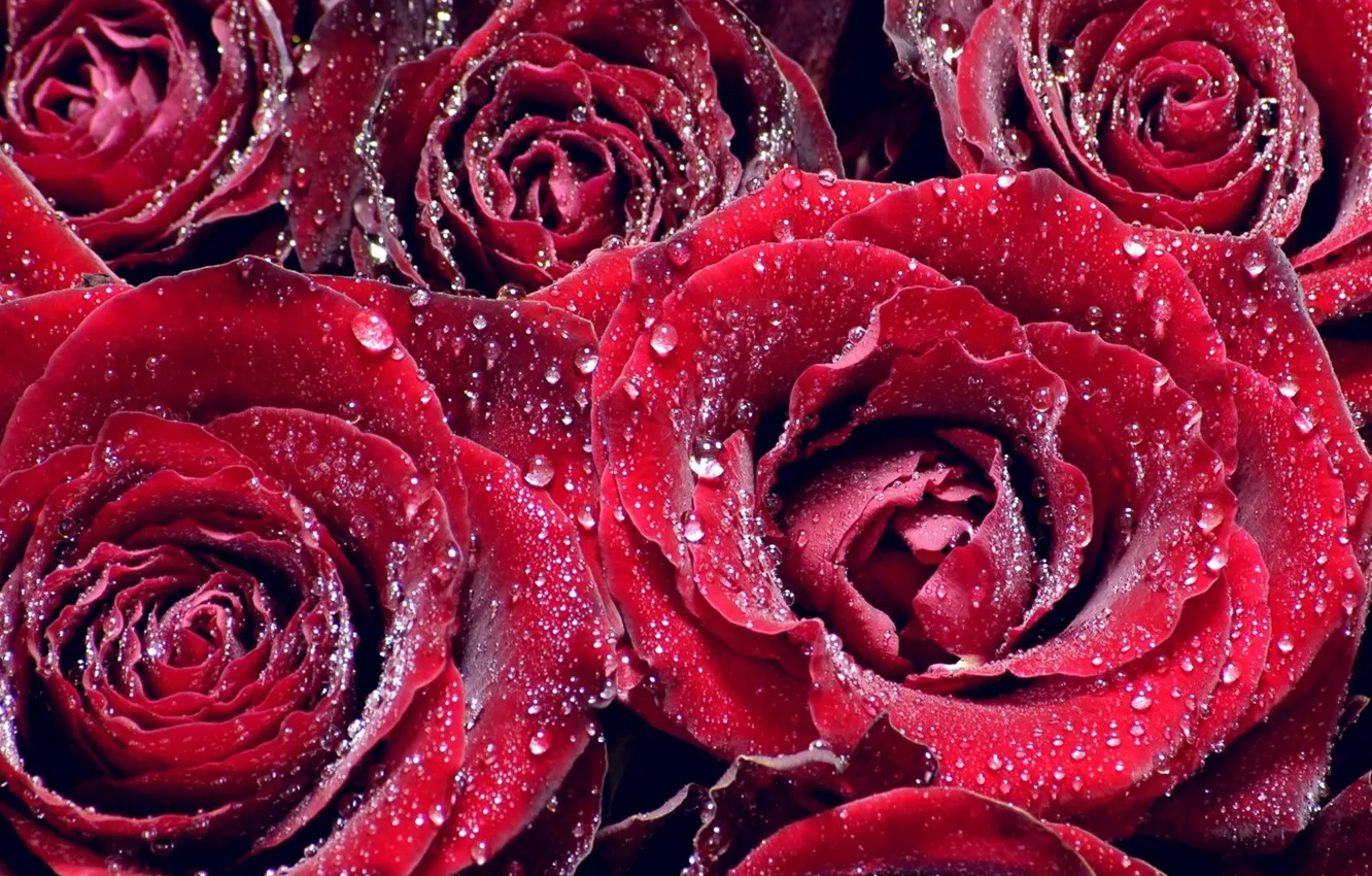 Фото обои капли, роса, розы