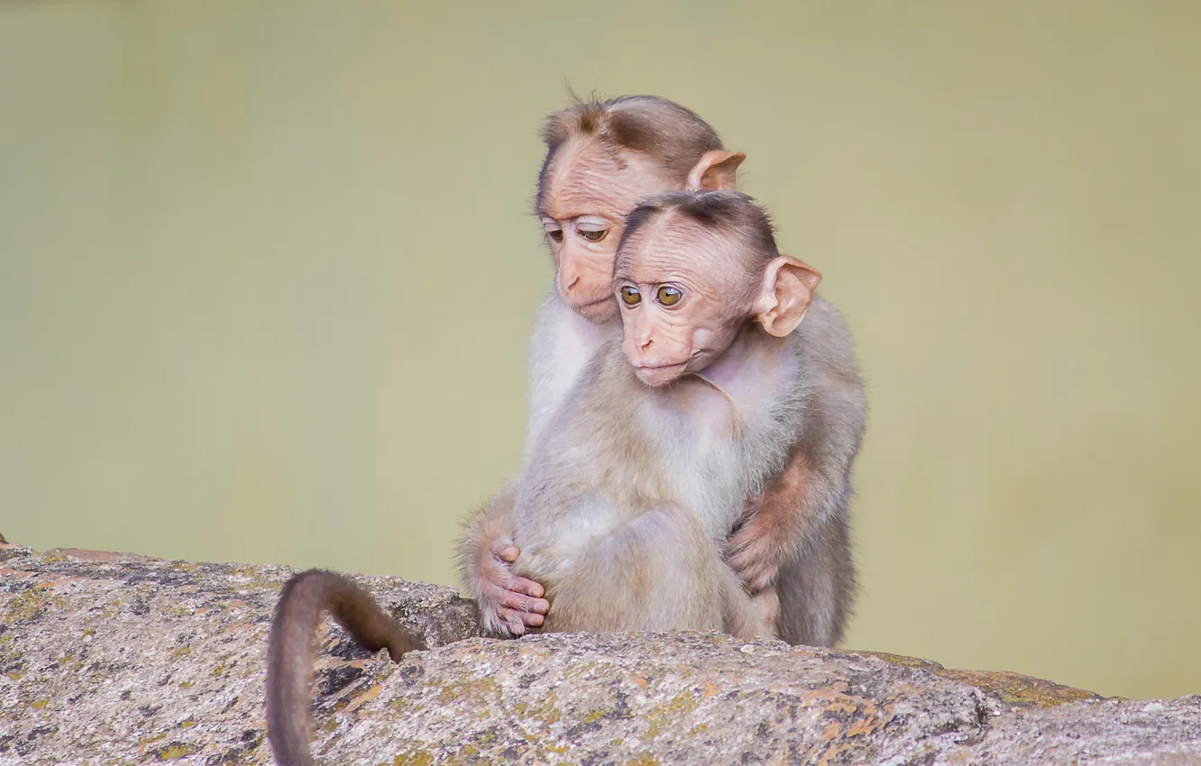 Фото обои animals, cute, wildlife, two little monkeys