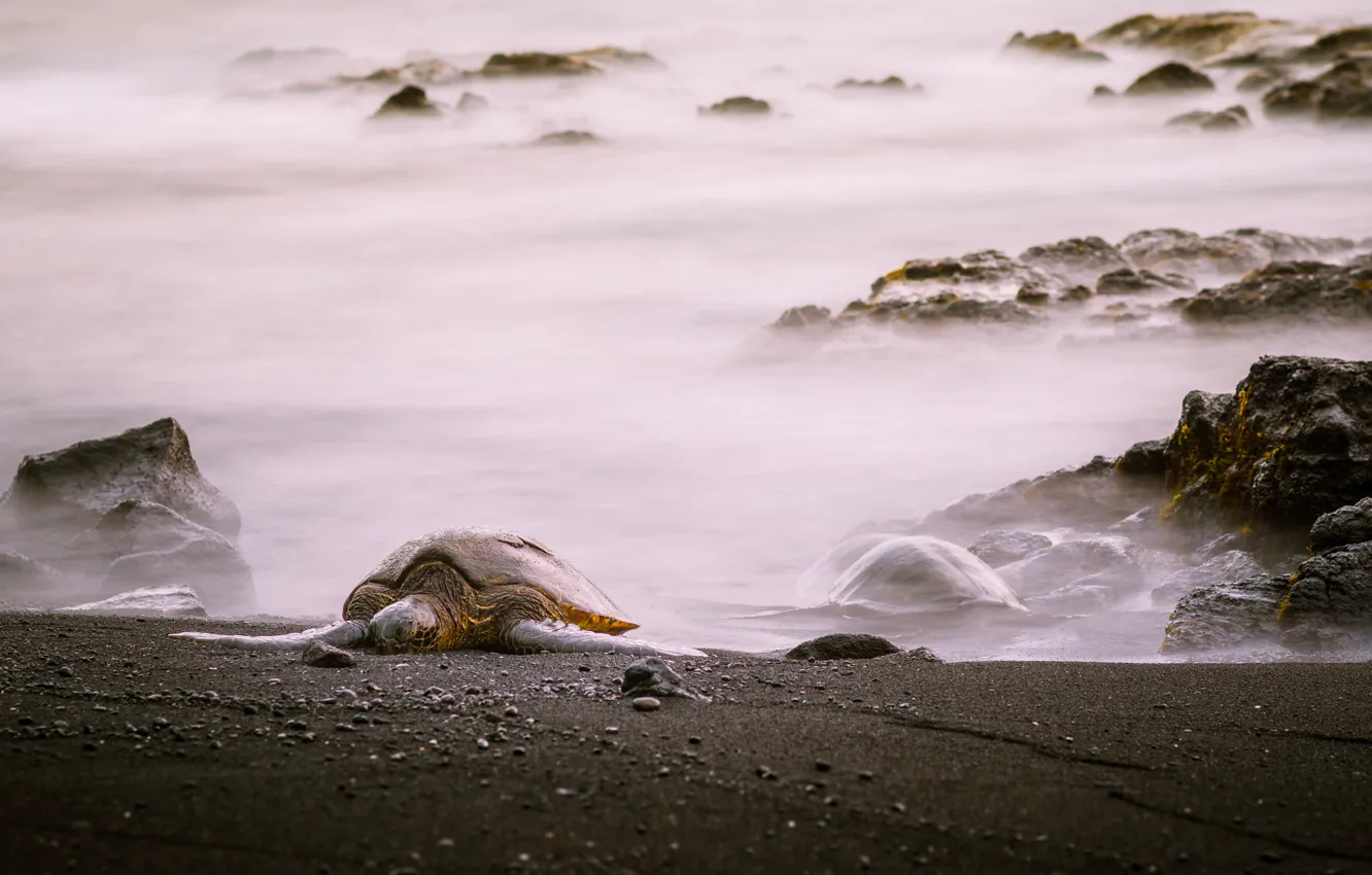 Фото обои море, берег, черепаха