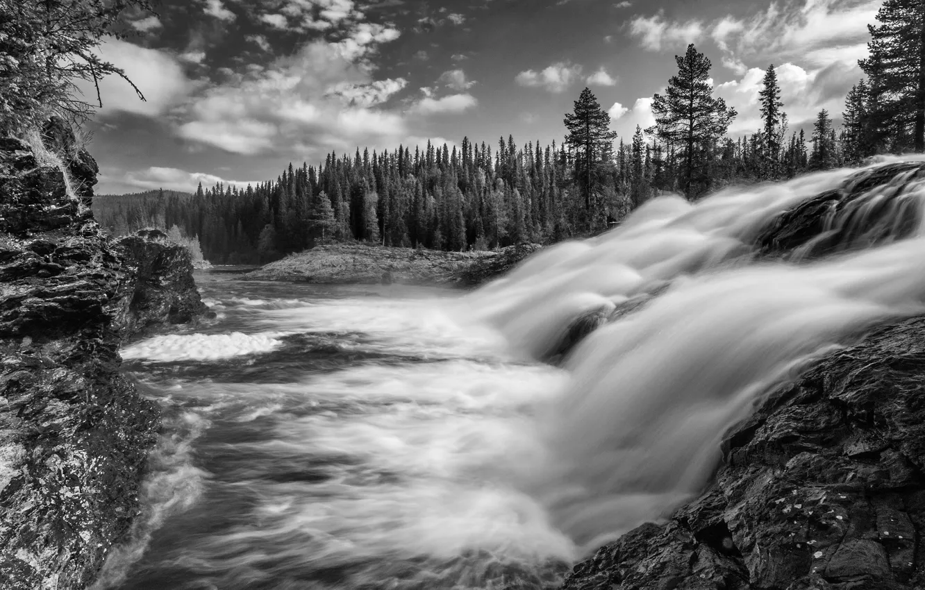 Фото обои лес, водопад, черно-белая, поток, Швеция, Sweden, Dimforsen, Вестерботтен