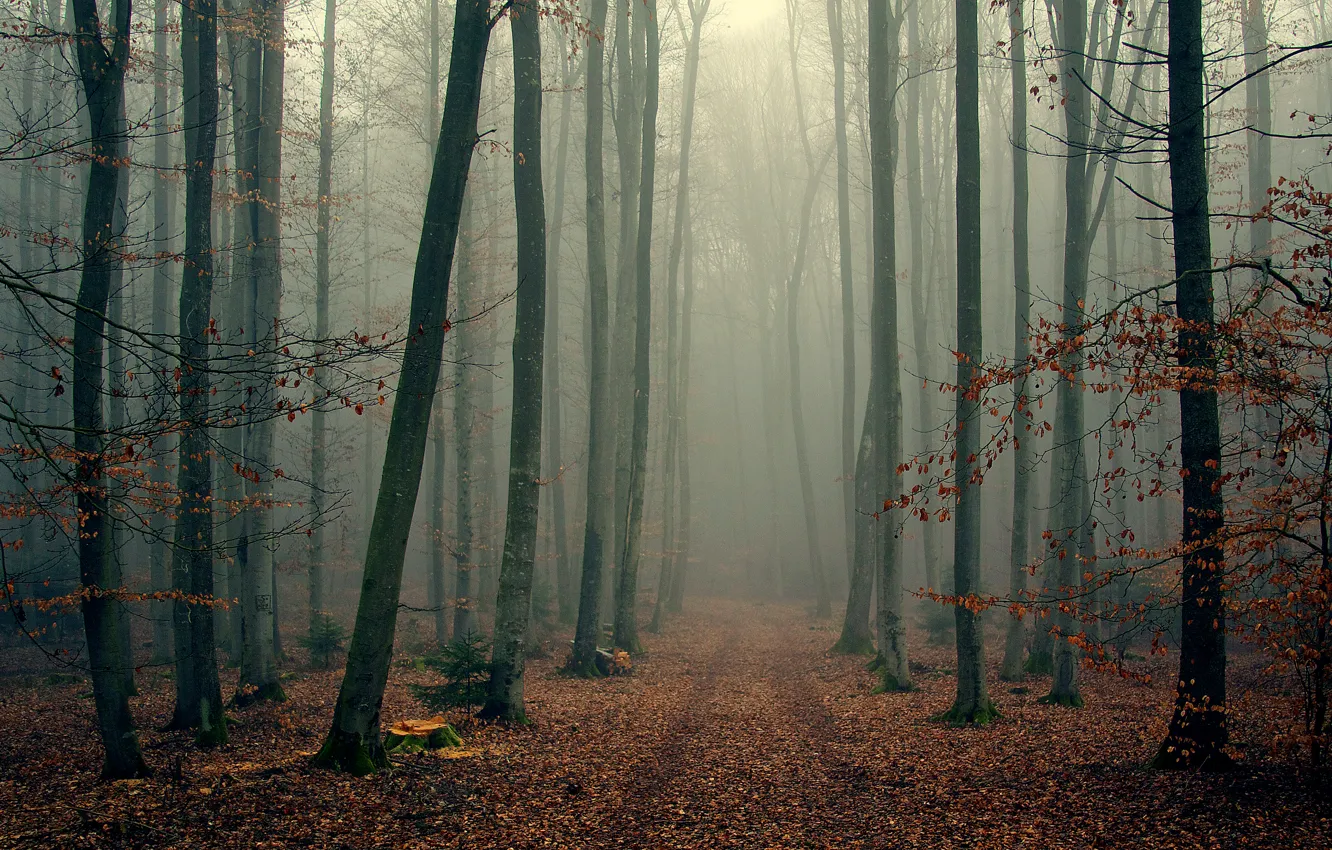 Фото обои осень, лес, деревья, ветки, туман, листва, wood, foggy