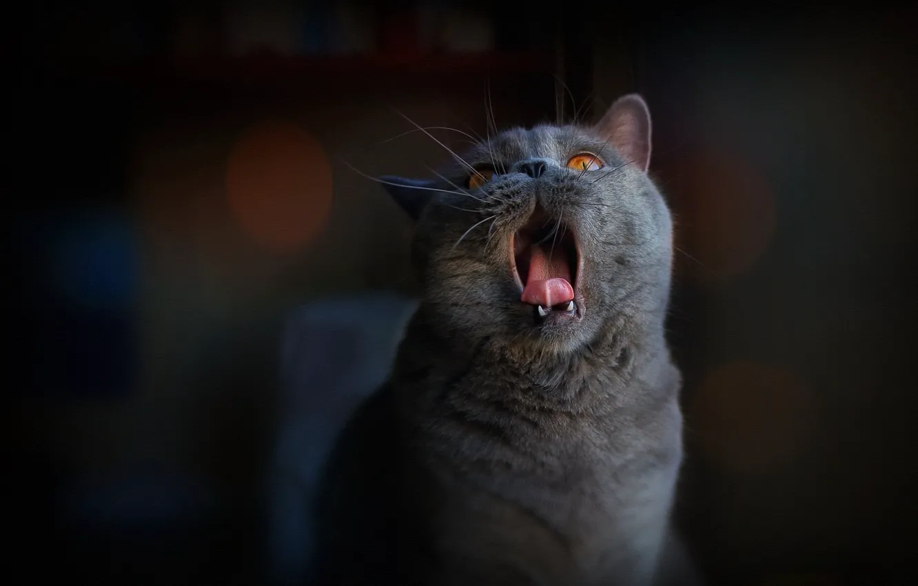 Фото обои язык, кошка, кот, темный фон, обработка, пасть, британский, смотрит вверх