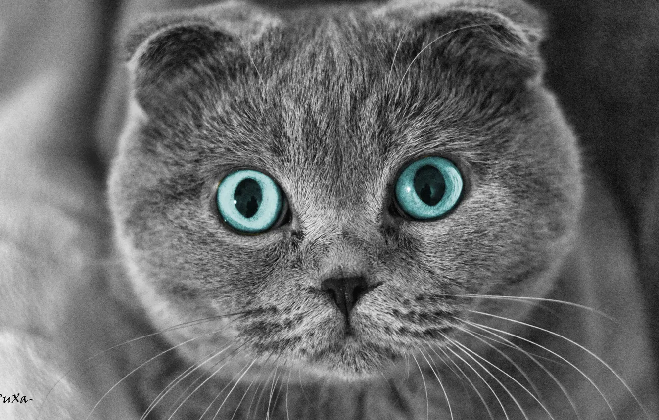 Фото обои глаза, кот, puxa, шотландский вислоухий