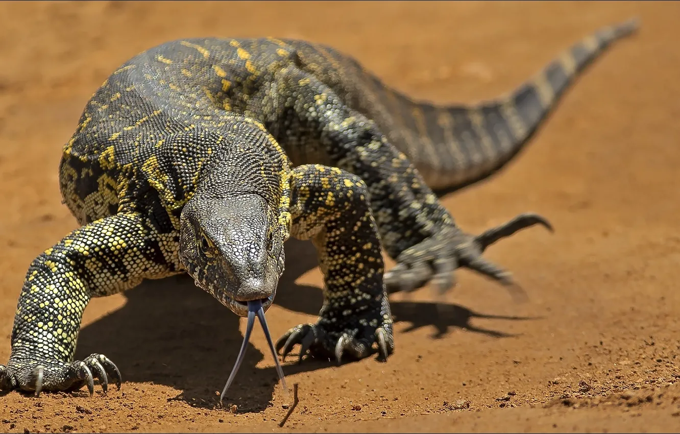 Фото обои язык, дракон, ящерица, dragon, tongue, reptile, slow, Lizard
