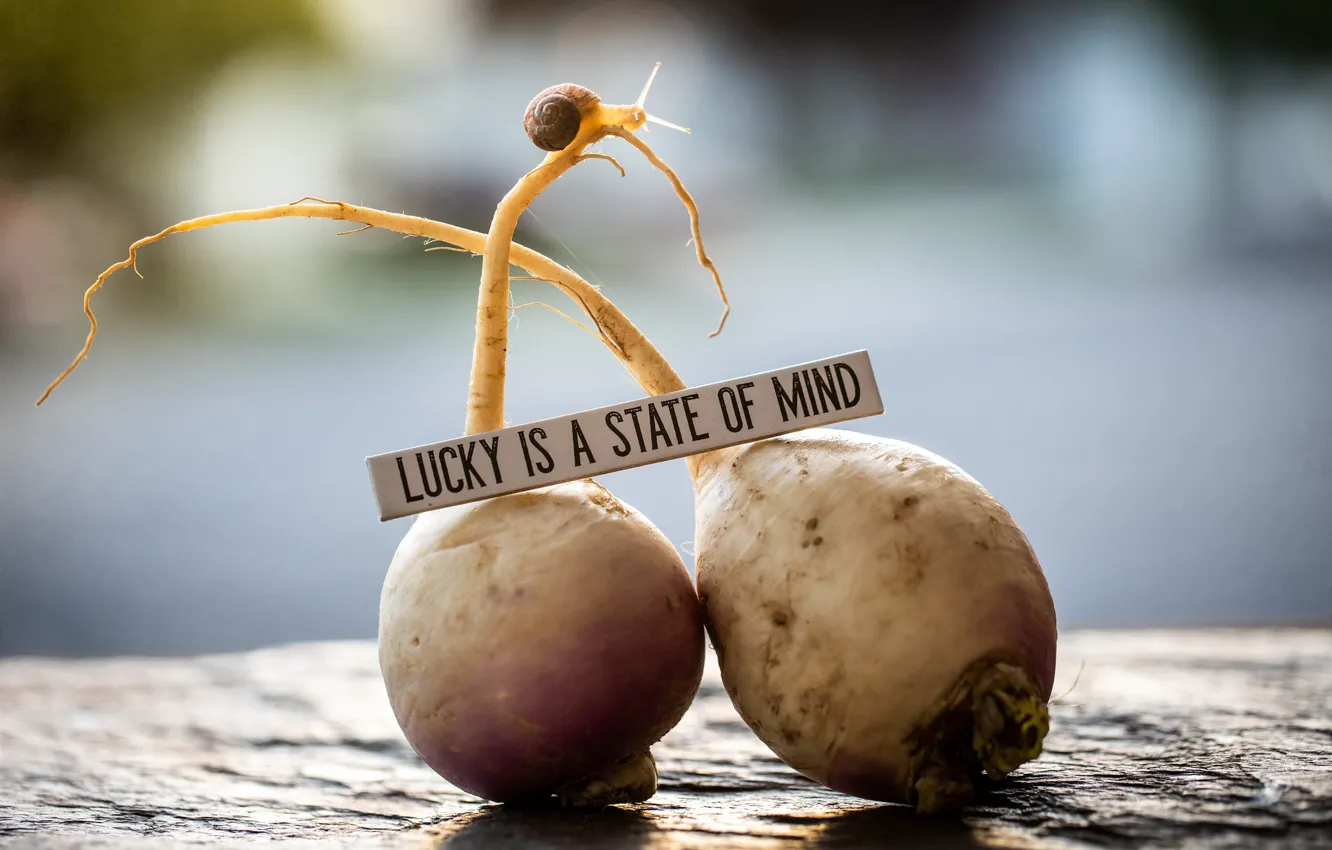 Фото обои turnips, lucky is a state of mind, snail and food