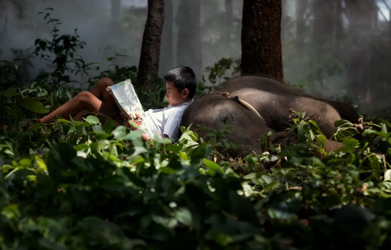 Фото обои лес, слон, мальчик, книга
