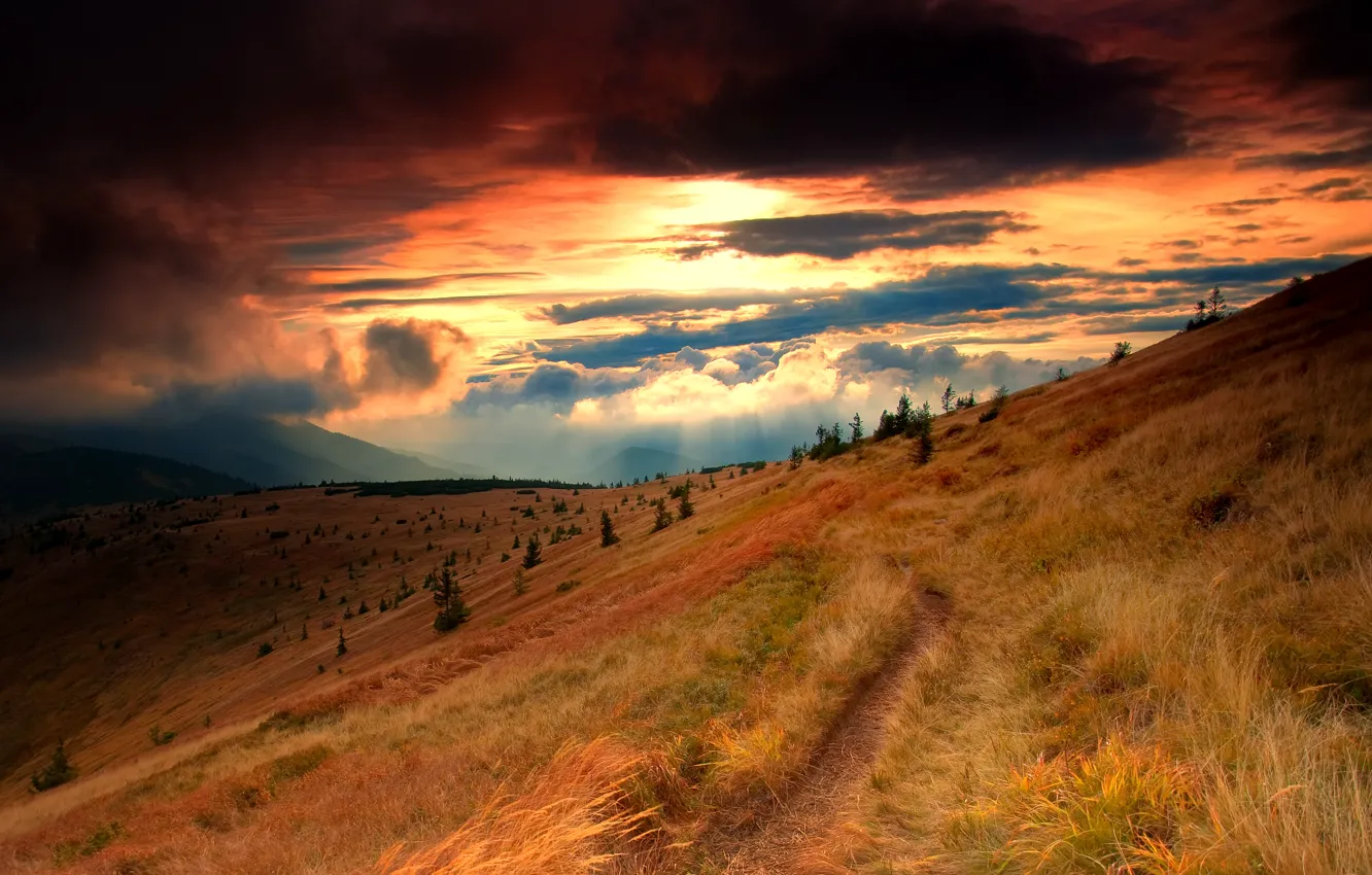 Фото обои трава, облака, лучи, тучи, склон, ёлки