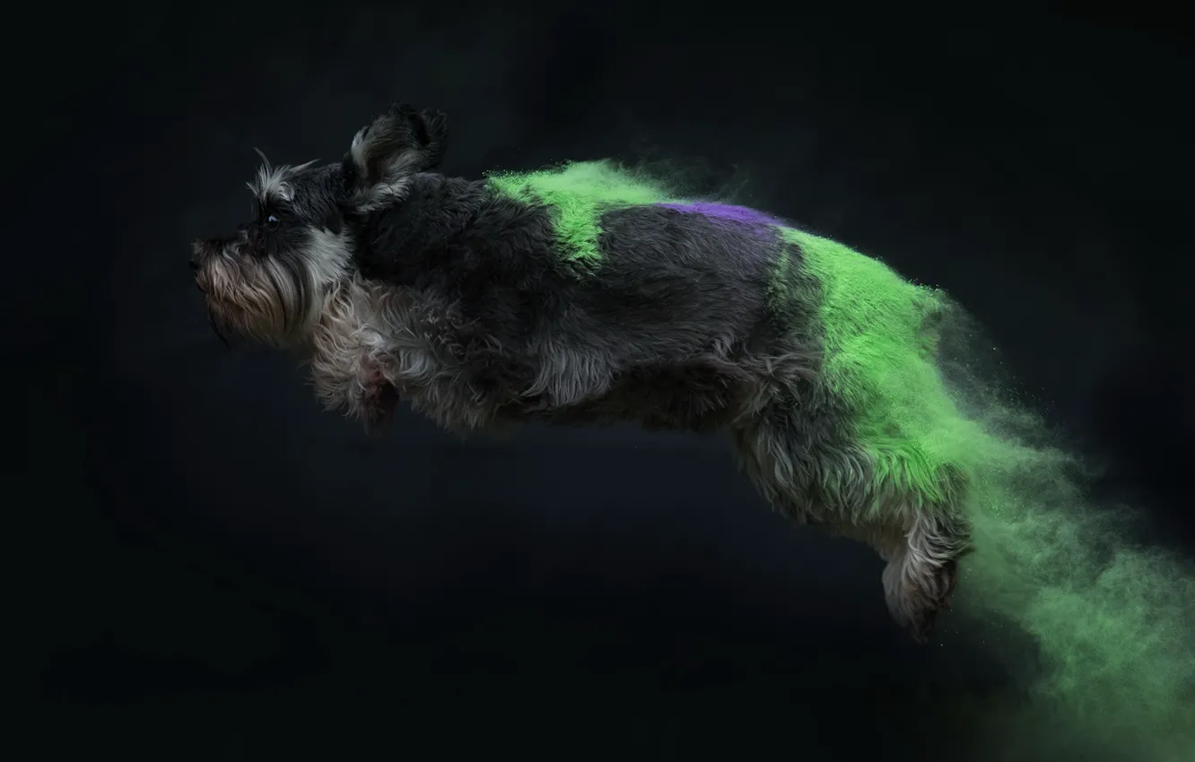 Фото обои прыжок, цвет, собака, пыль