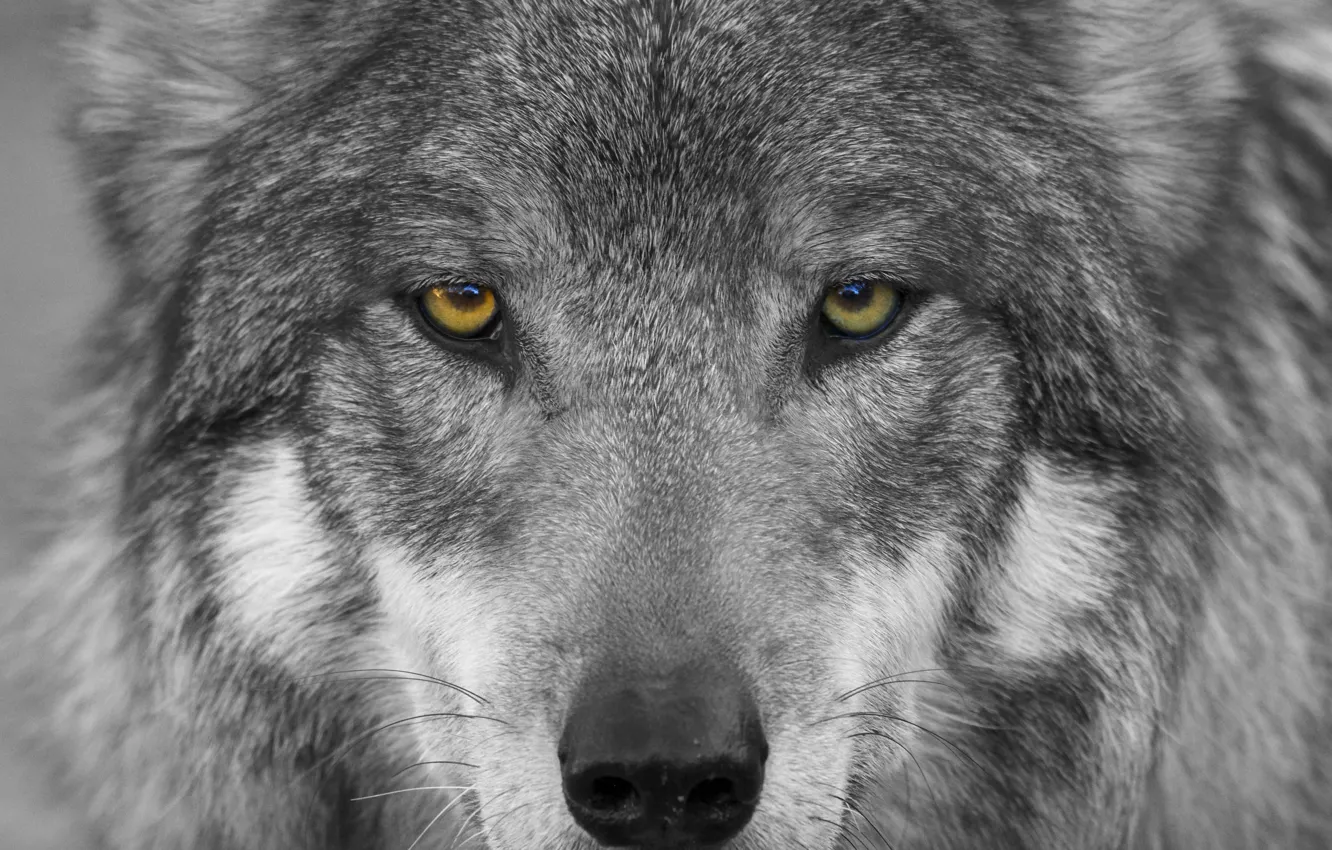 Фото обои глаза, взгляд, морда, волк, хищник