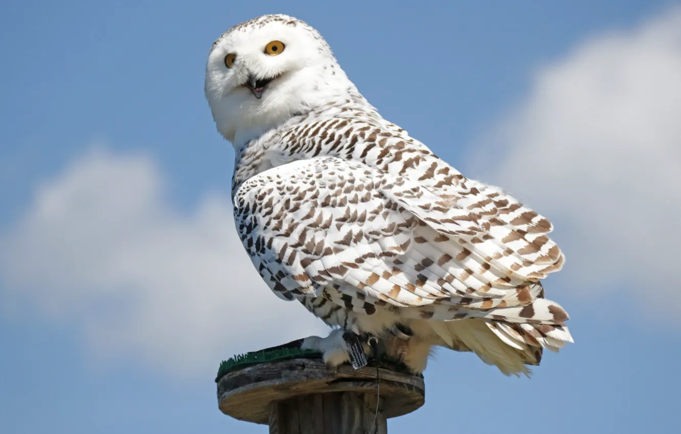 Фото обои Harry Potter, Hedwig, white owl perched on wooden pedestal, Snowy O