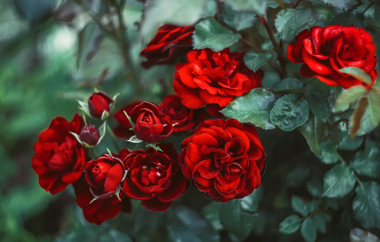 Фото обои розы, красные, алые, Андрей Рут