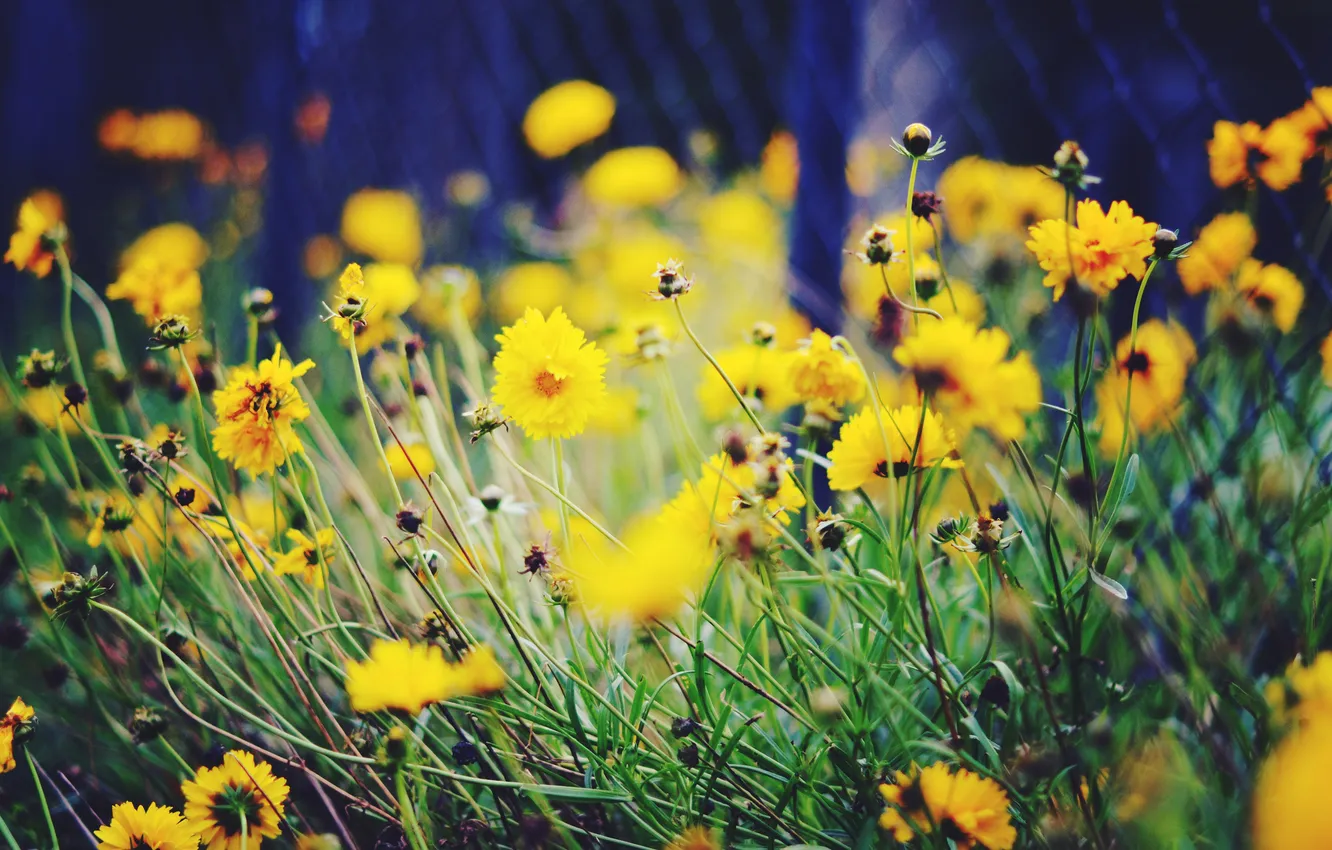 Фото обои цветы, желтые, размытость, клумба