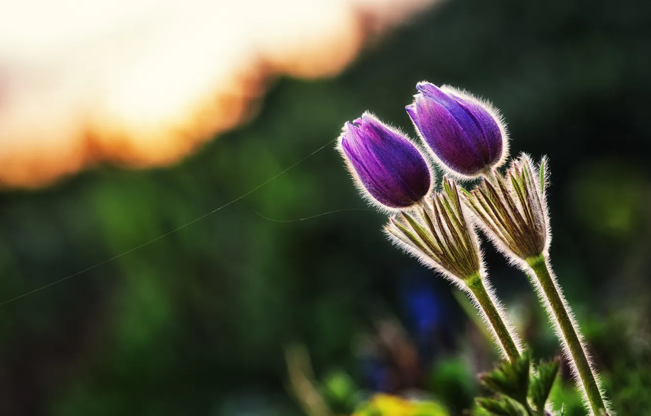 Фото обои весна, подснежники, фиолетовые, сон-трава, паутинка