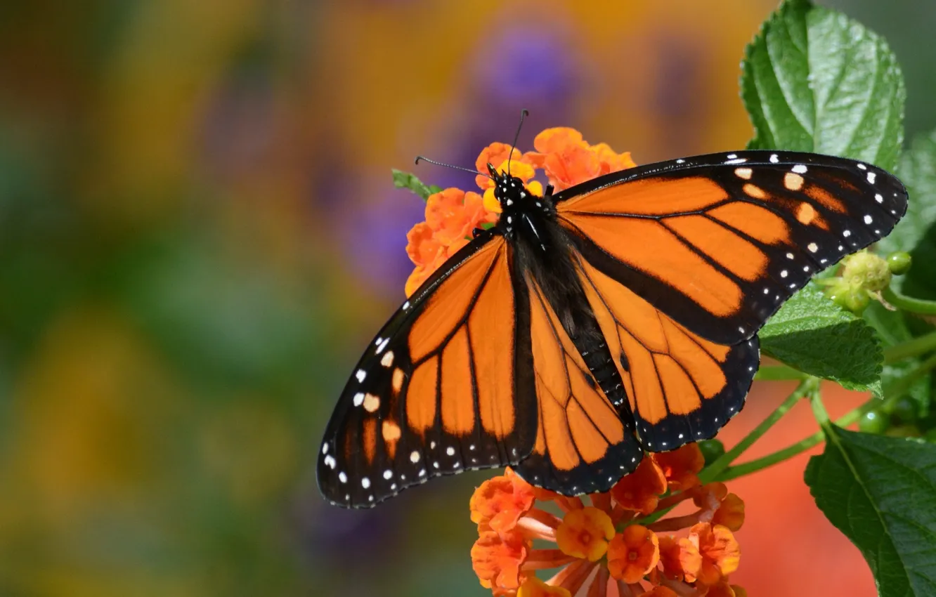 Фото обои цветок, макро, бабочка, монарх, Данаида монарх