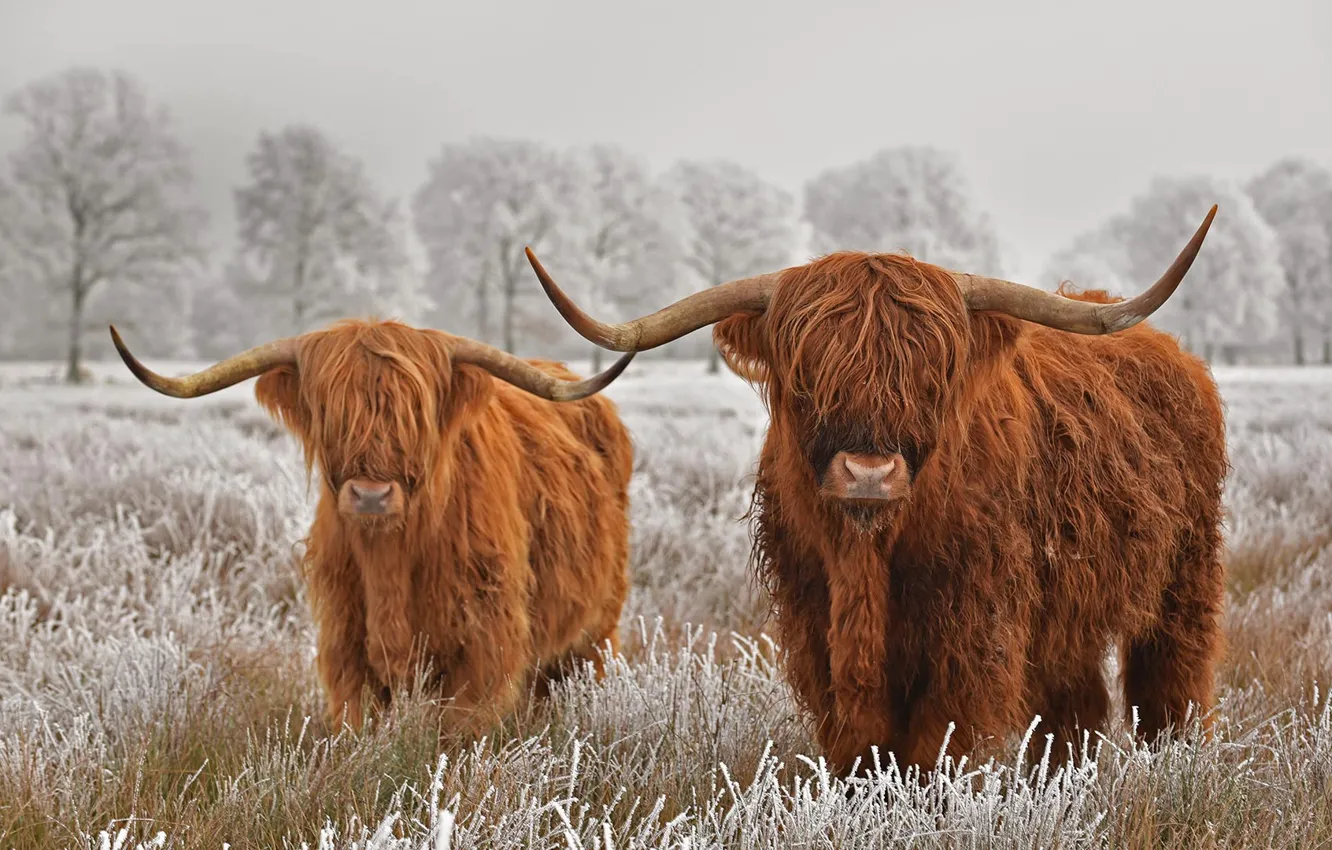 Фото обои иней, рога, шотландская корова, хайленд, хайлендская порода