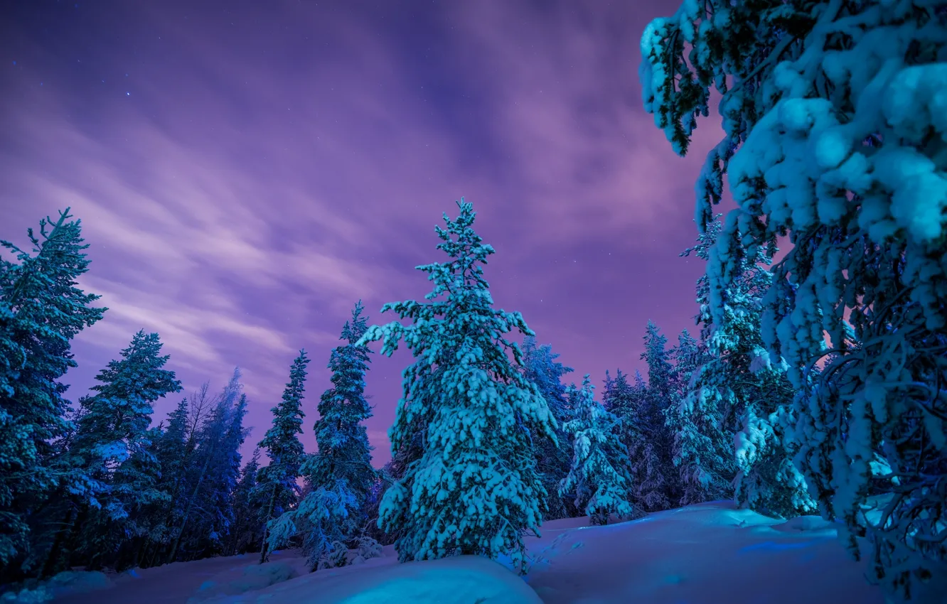 Фото обои зима, лес, снег, деревья, сугробы, Финляндия, Finland, Lapland
