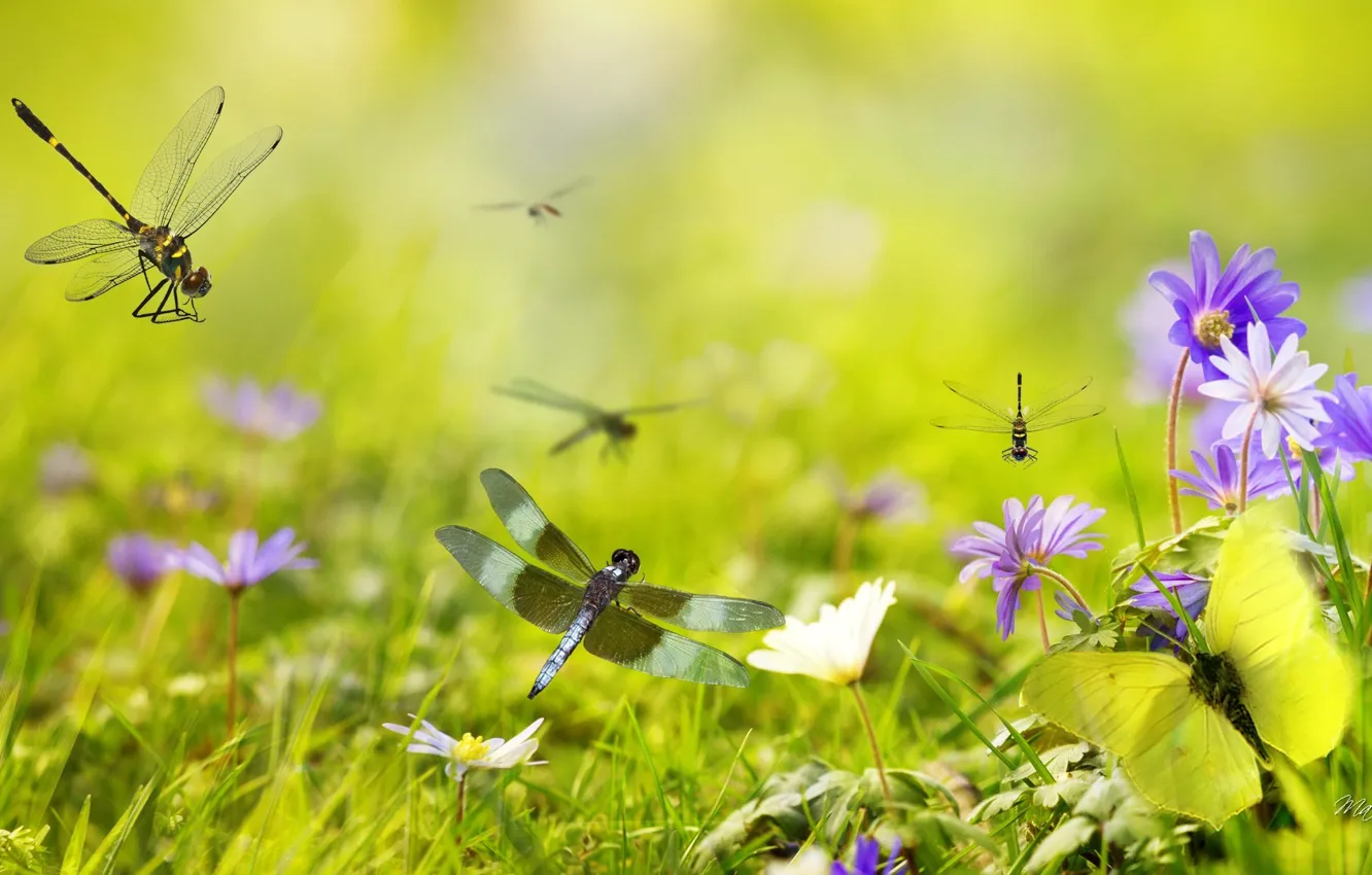 Фото обои трава, цветы, коллаж, стрекоза, лепестки, луг, насекомое