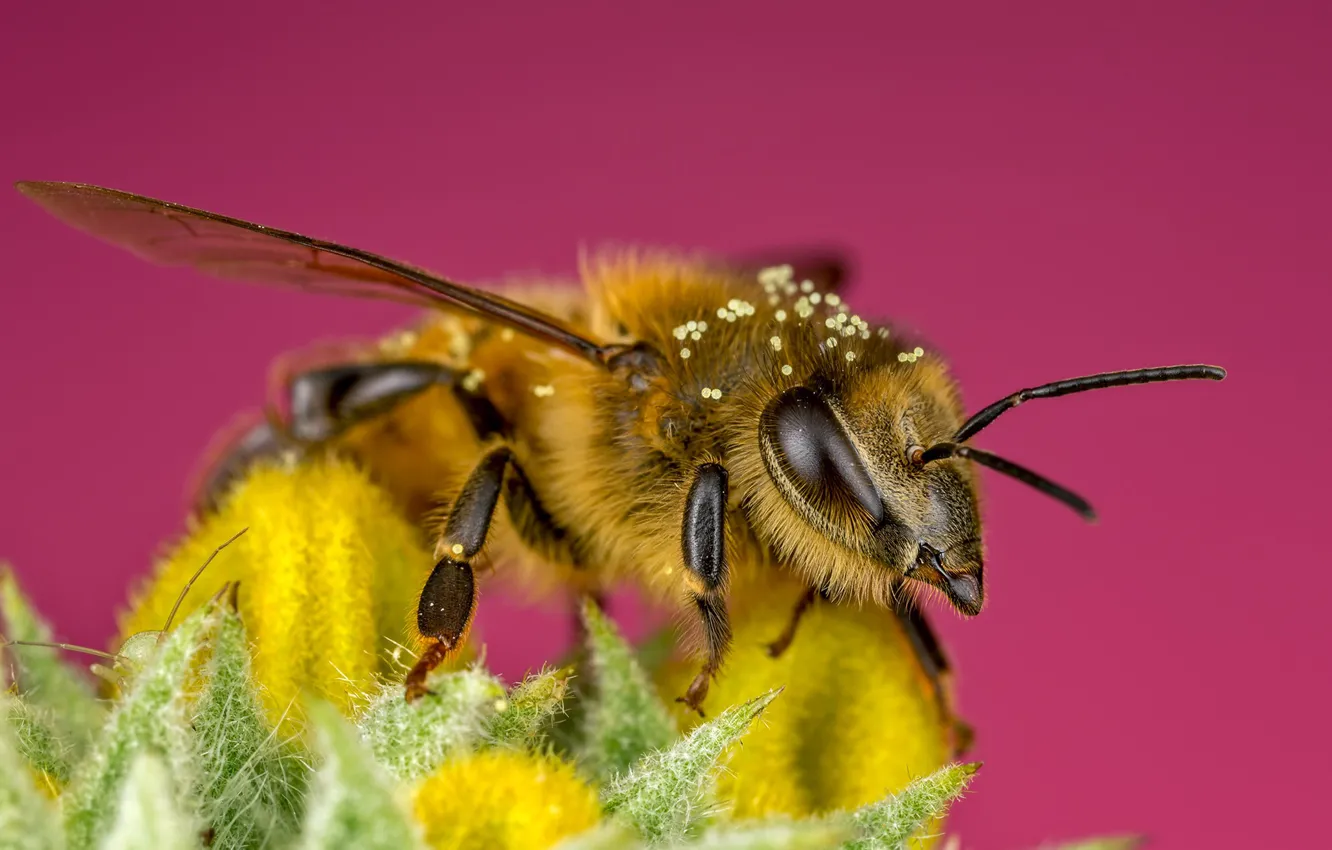 Фото обои цветок, глаза, макро, желтый, пчела, фон, розовый, пыльца