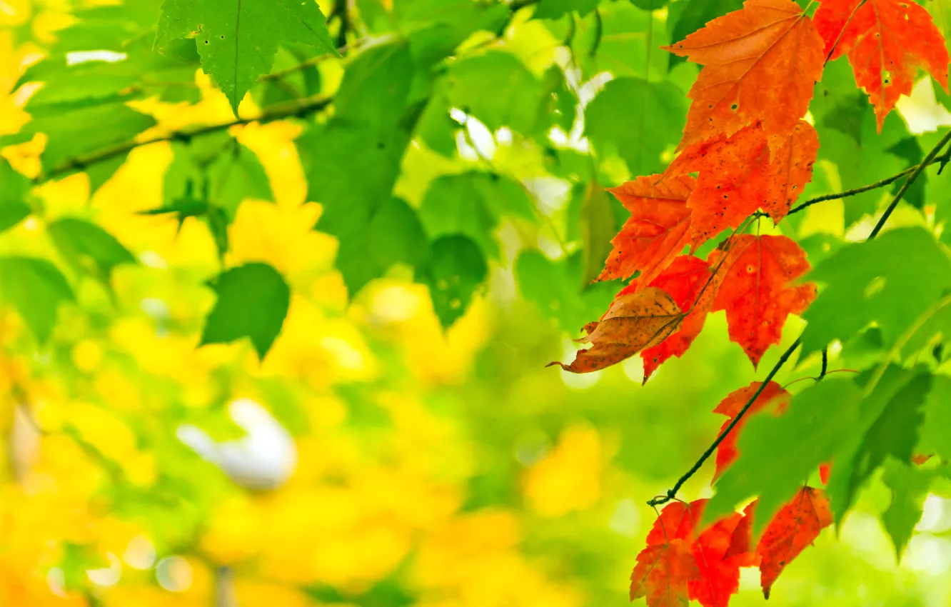 Фото обои осень, листья, свет, природа, краски, colors, light, nature