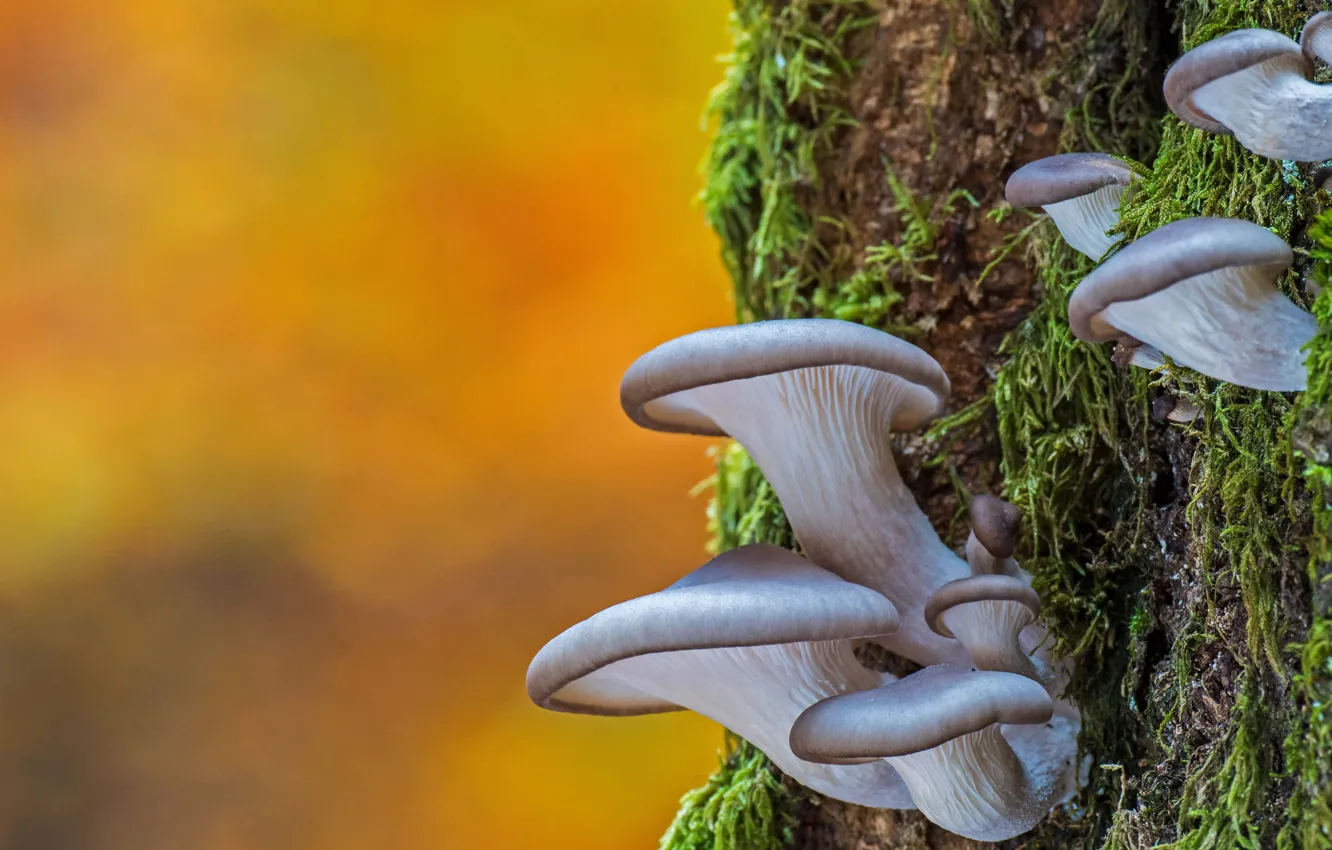 Фото обои дерево, грибы, вешенки