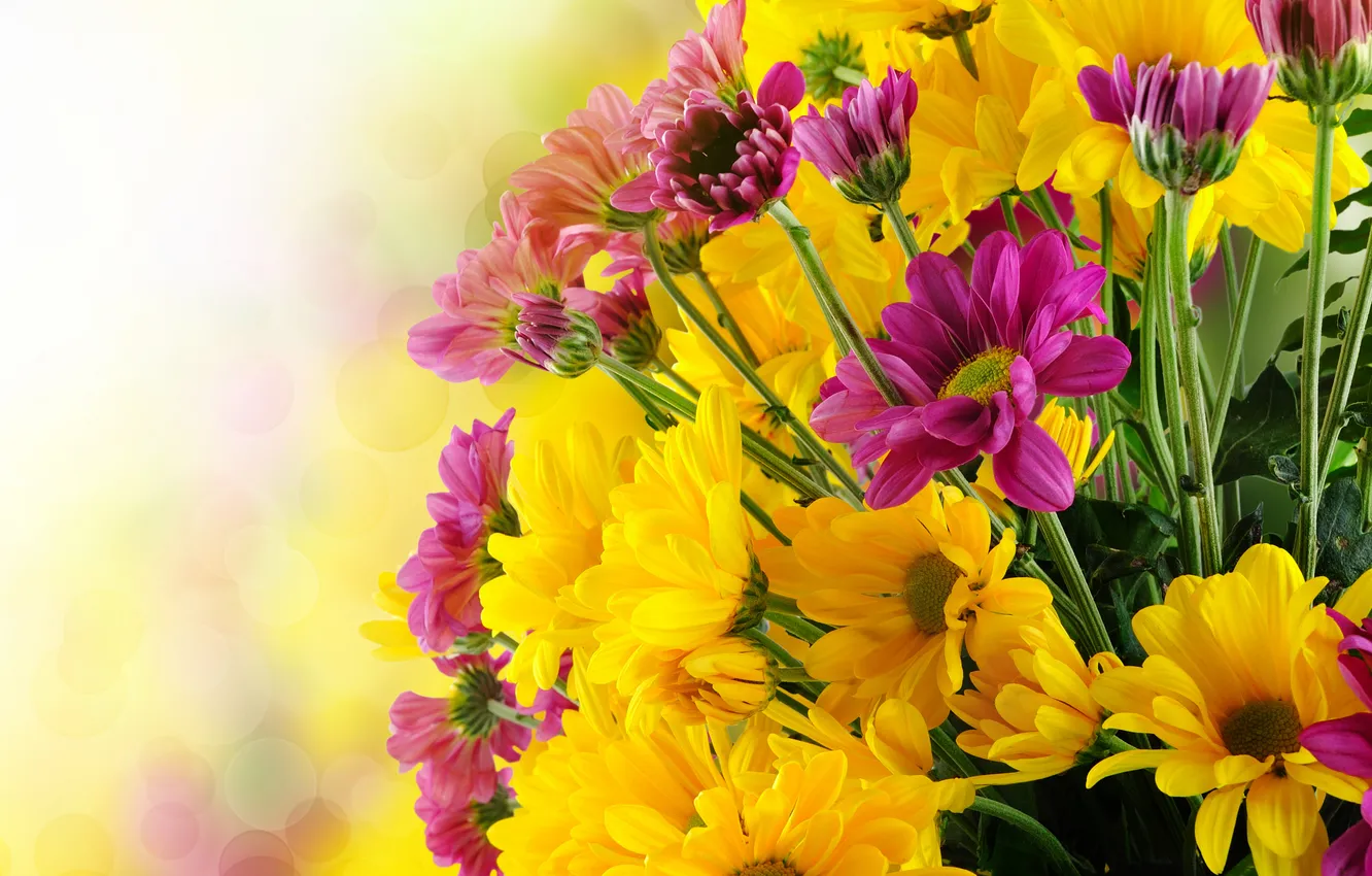 Фото обои цветы, фото, хризантемы, много