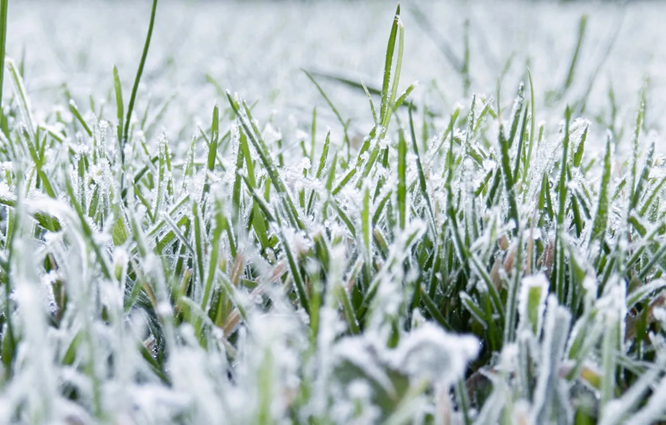 Фото обои зелень, трава, снег, иний