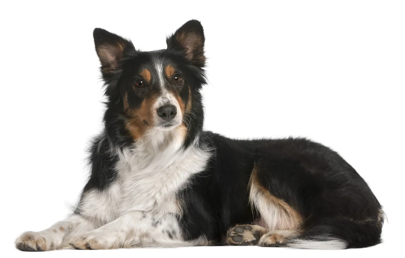 Фото обои brown, dog, cute, creature, cutout, border collie, domestic, breed