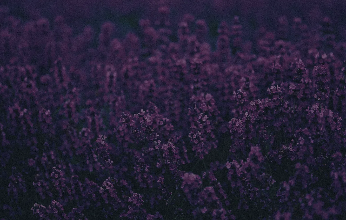 Фото обои фиолетовый, цветы, фон