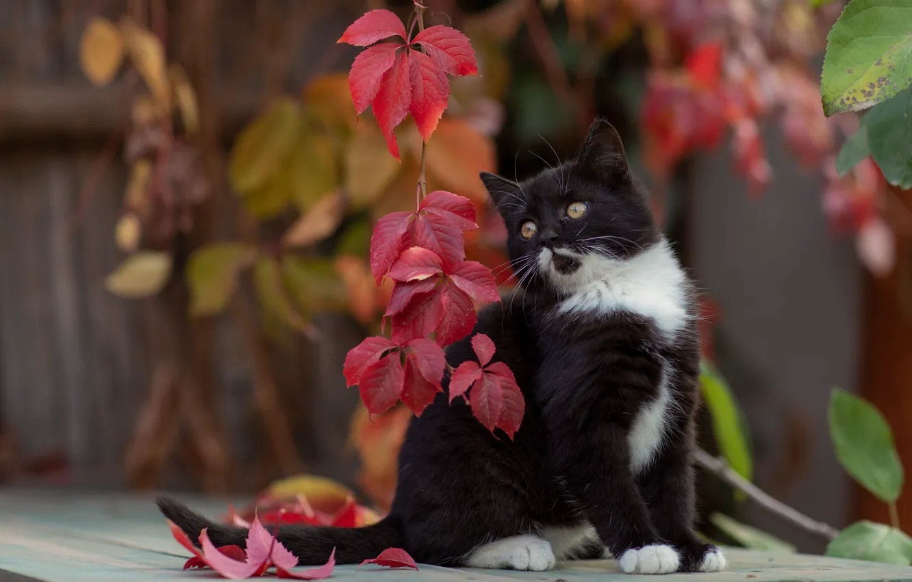 Фото обои осень, листья, ветки, поза, животное, детёныш, котёнок, Юрий Коротун