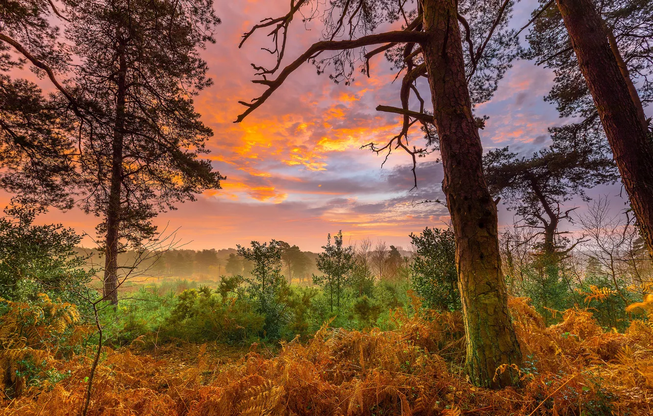 Фото обои осень, лес, небо, трава, облака, деревья, туман, рассвет