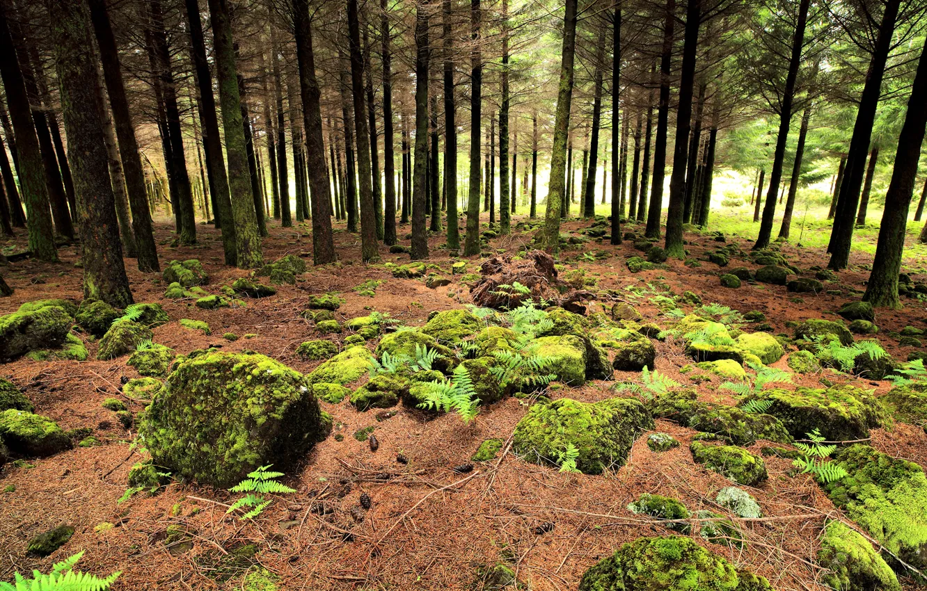 Фото обои лес, португалия, Moss Zone