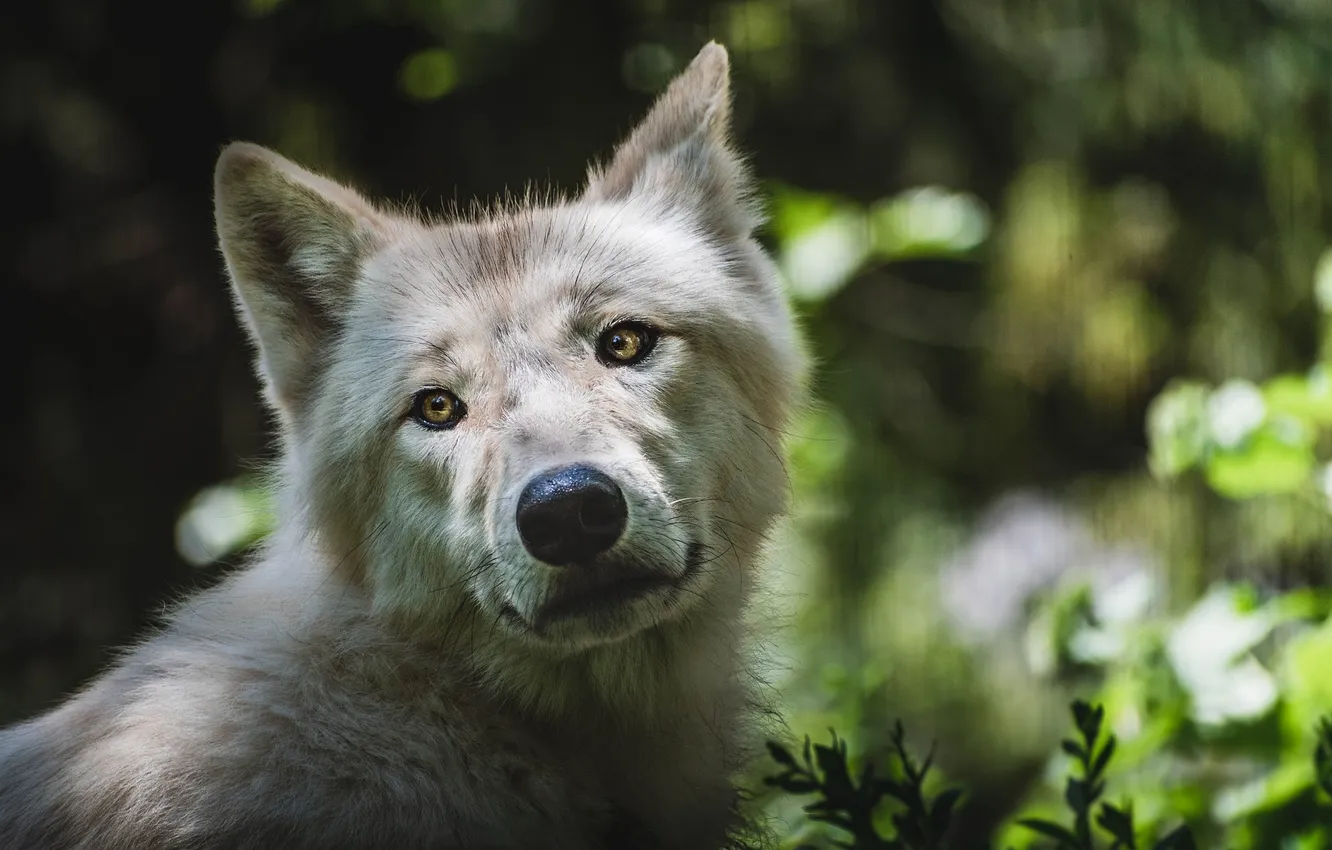 Фото обои nature, snow, predator, face, animal, wolf, wildlife, portrait