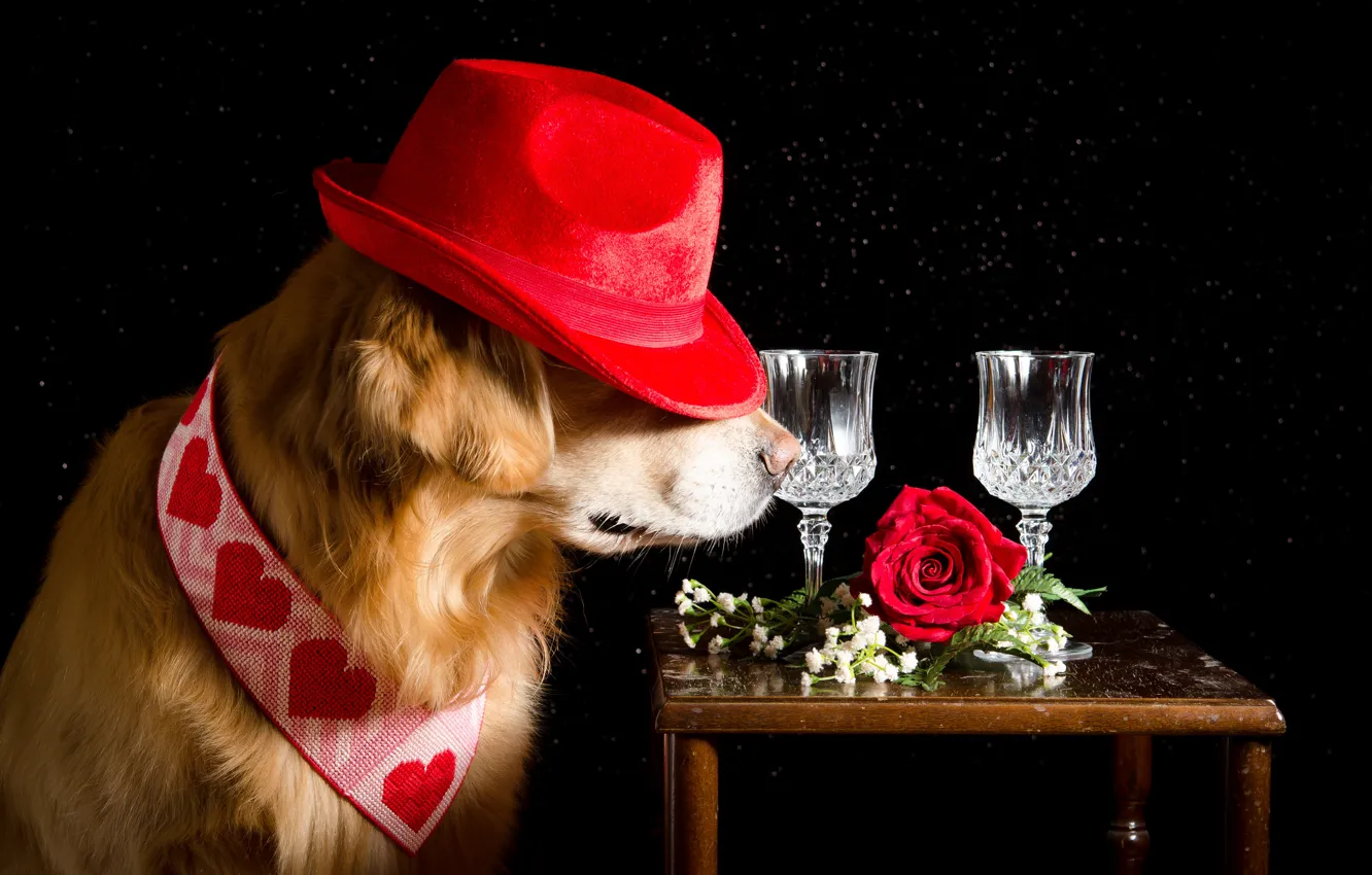 Фото обои цветы, роза, шляпа, бокалы, галстук, сердечки, черный фон, красная
