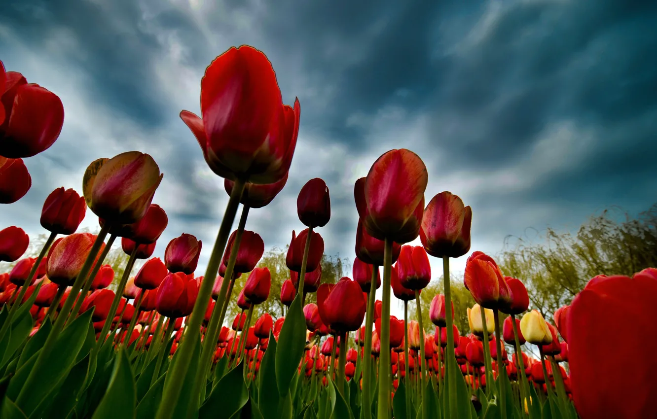Фото обои облака, тюльпаны, плантация
