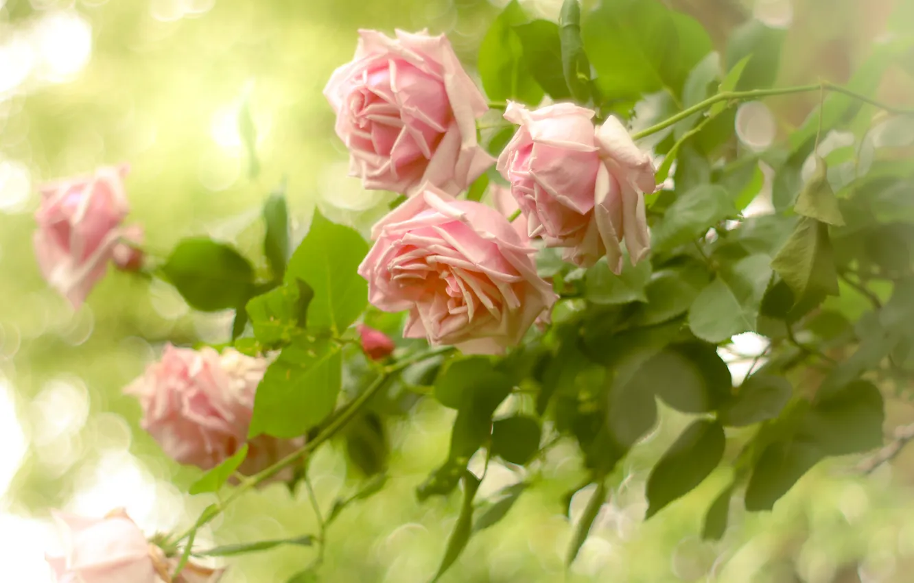 Фото обои цветы, розы, сад