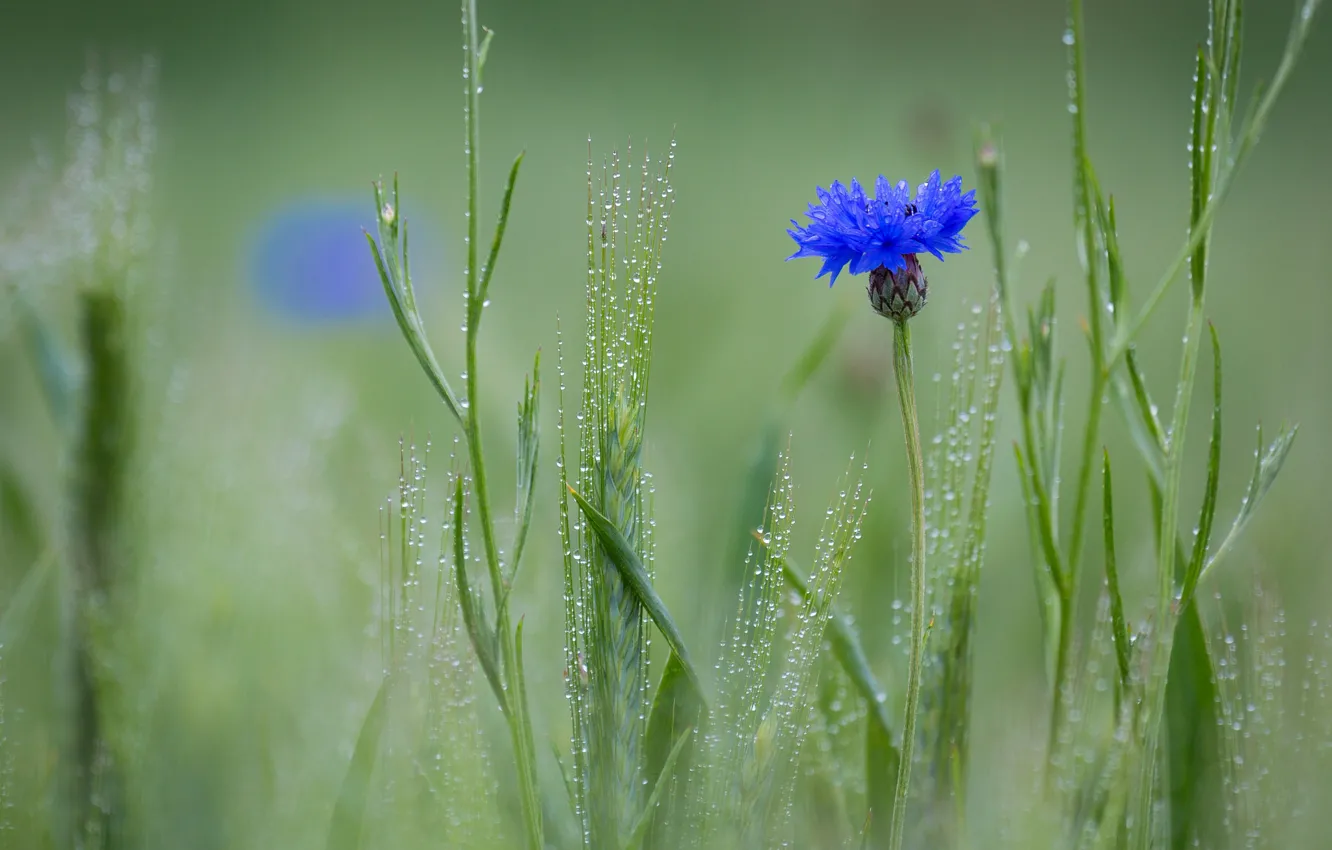 Фото обои поле, цветок, роса, колоски, Василёк синий