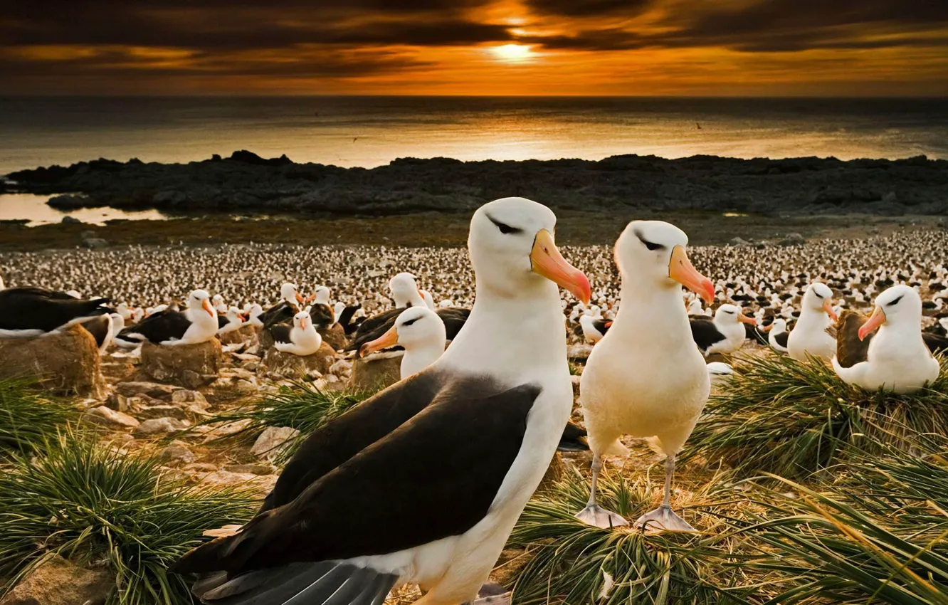 Фото обои птицы, клюв, колония, Фолклендские острова, чернобровые альбатросы
