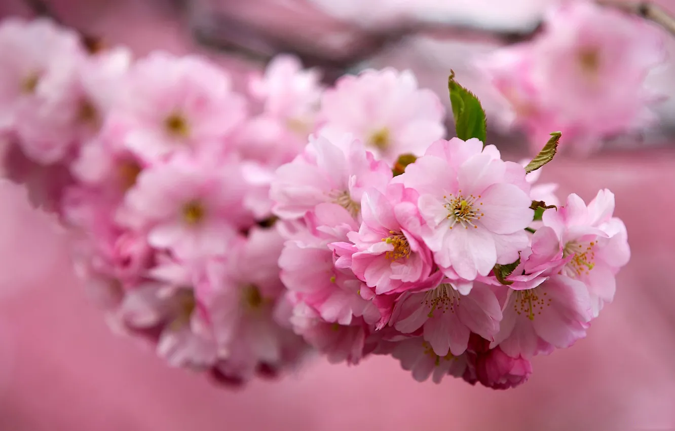 Фото обои вишня, Цветы, ветка, Сакура