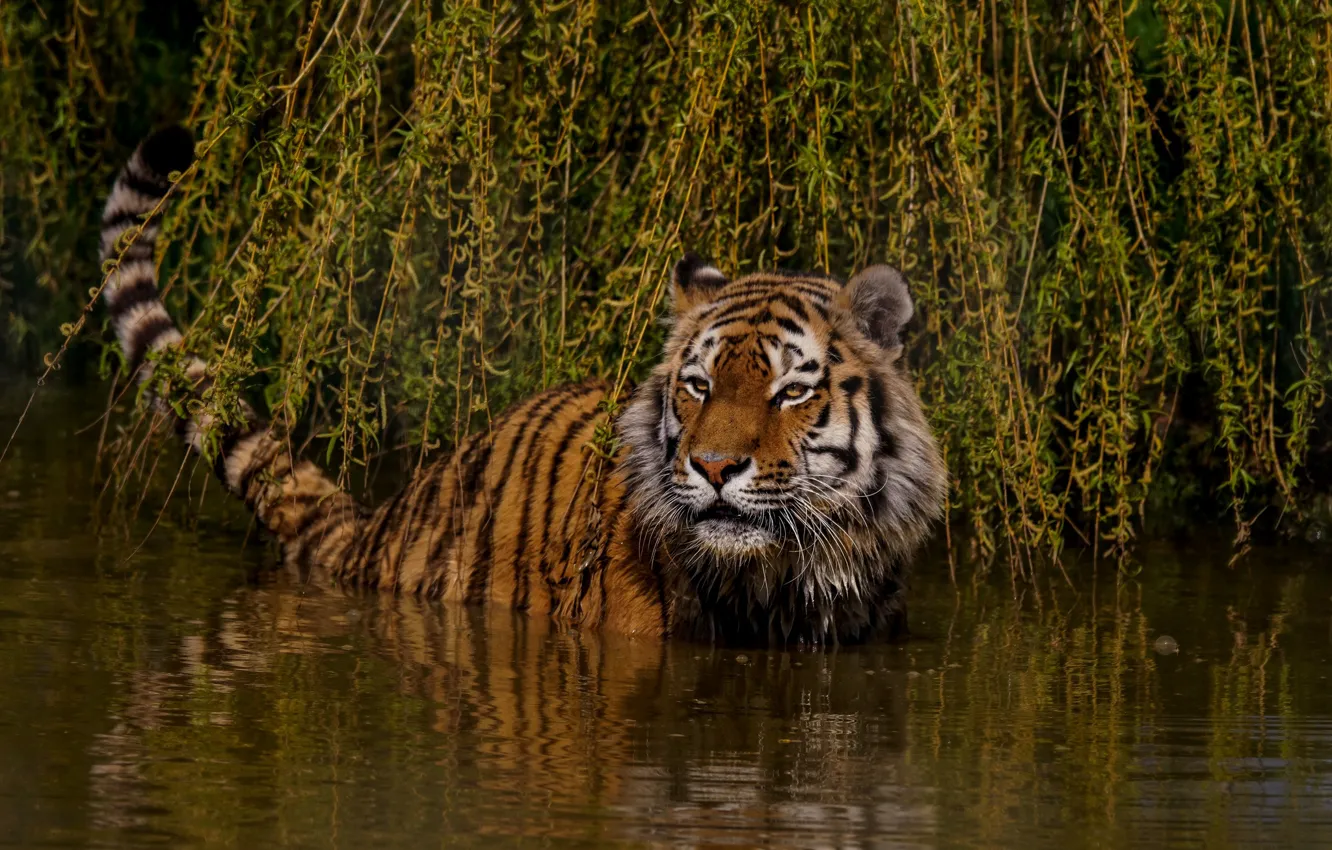 Фото обои взгляд, морда, листья, вода, свет, ветки, природа, тигр