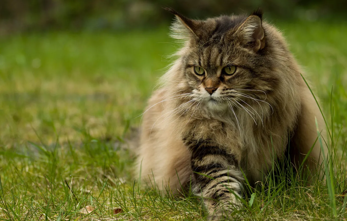Фото обои зелень, кошка, лето, трава, кот, взгляд, морда, серый