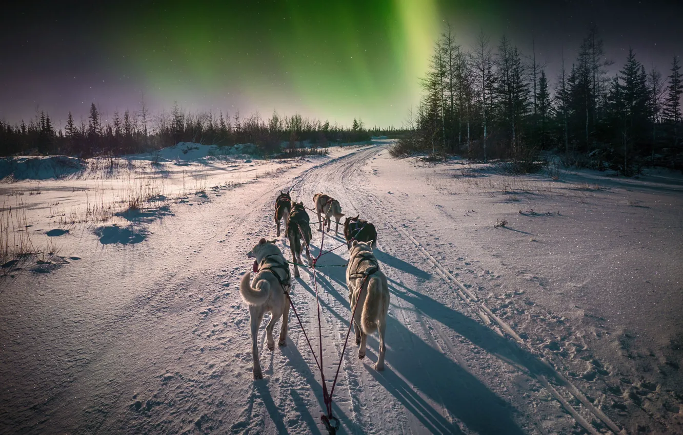 Фото обои Дорога, Ночь, Деревья, Снег, Лес, Канада, Северное сияние, Canada