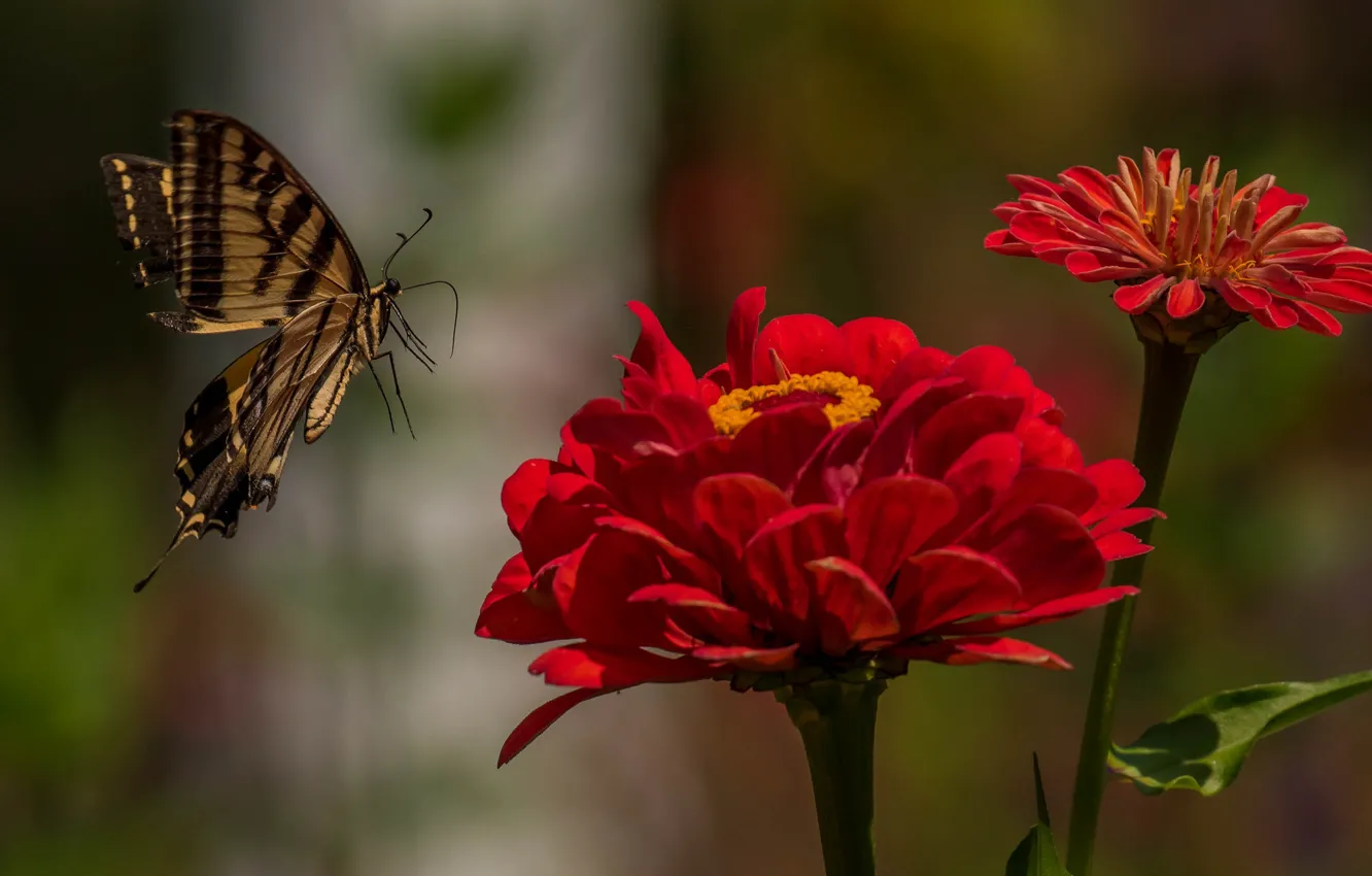 Фото обои макро, цветы, бабочка, Парусник главк, Цинния