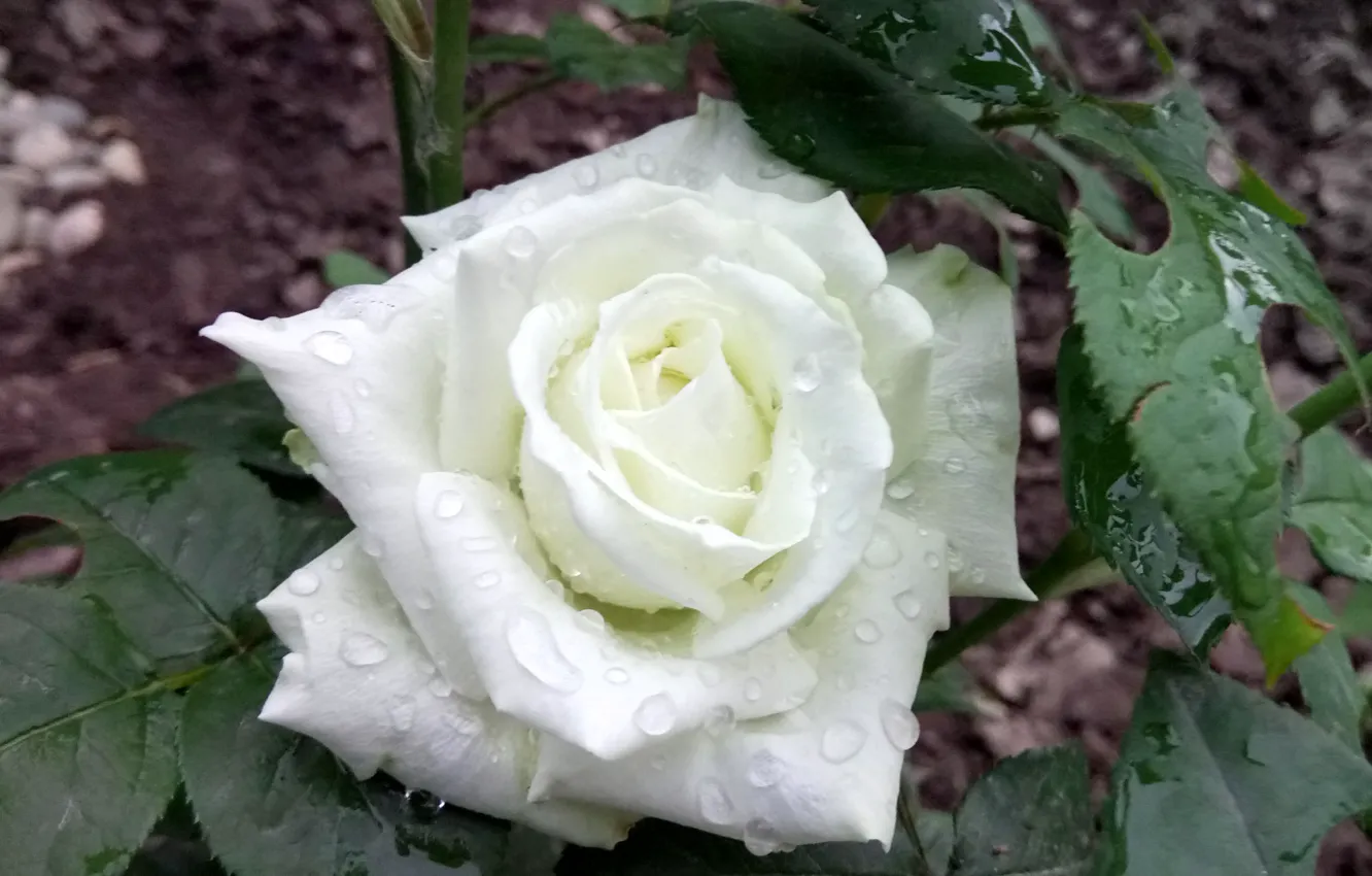 Фото обои Роза, Белая, После дождя