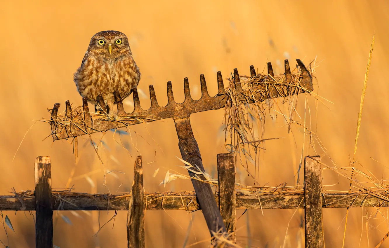 Фото обои сова, хищник, ограда, боке, грабли, небольшая птица