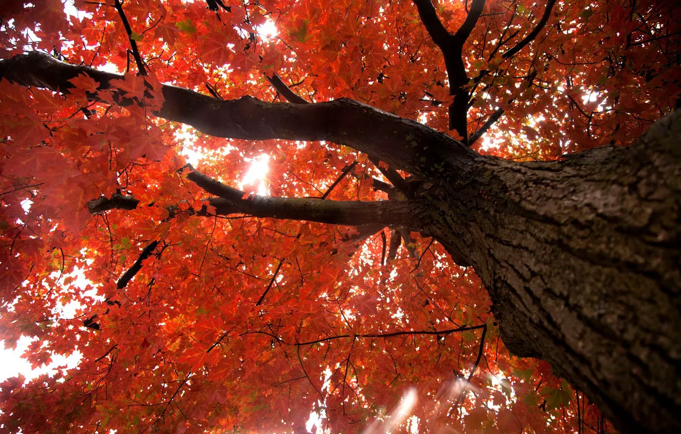 Фото обои осень, листва, клен, ствол дерева