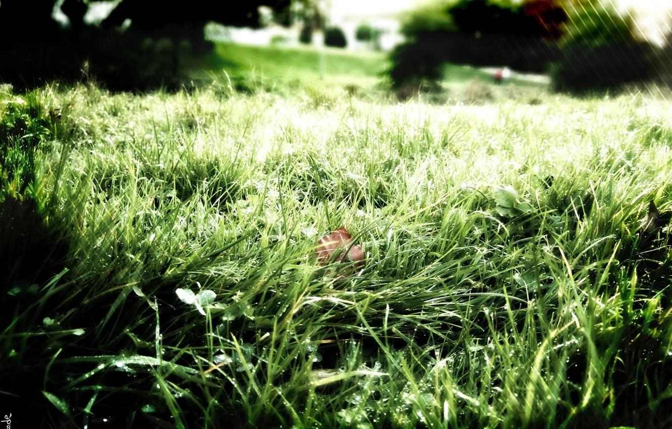 Фото обои зелень, трава, свежесть, природа, роса