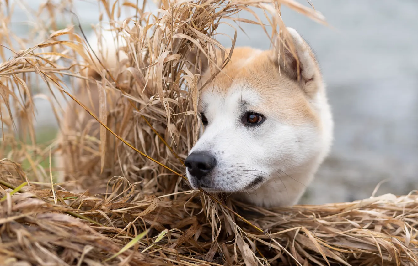 Фото обои трава, морда, собака, Акита-ину
