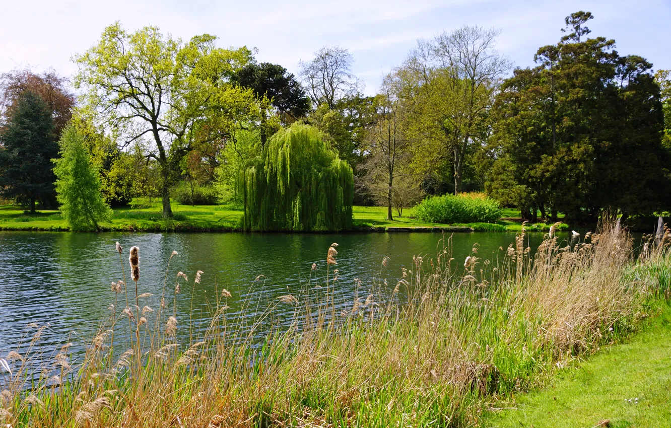 Фото обои лето, трава, деревья, озеро, парк, Англия, кусты, Peterboro
